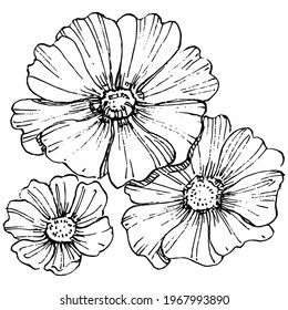 Cosmos flower by hand drawing. Cosmos floral logo or tattoo highly detailed in line art style. Black and white clip art isolated. Antique vintage engraving illustration for emblem. Herbal medicine.