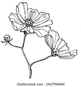 Cosmos flower by hand drawing. Cosmos floral logo or tattoo highly detailed in line art style. Black and white clip art isolated. Antique vintage engraving illustration for emblem. Herbal medicine.