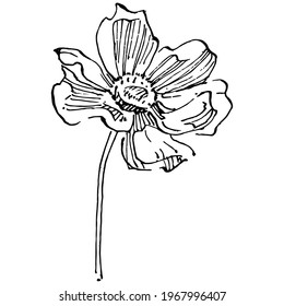 Cosmos flower by hand drawing. Cosmos floral logo or tattoo highly detailed in line art style. Black and white clip art isolated. Antique vintage engraving illustration for emblem. Herbal medicine.