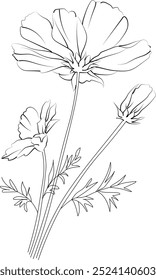 Cosmos flower design for card or print. hand-painted Cosmos flower illustration isolated on white, engraved ink art floral coloring pages, and books for print, pretty flower coloring pages