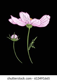 Cosmos flower for embroidery in botanical illustration style on a black background. Stock vector illustration. 