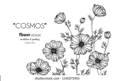 Cosmos flower frame drawing illustration for invitation and greeting card design.