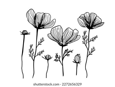 Cosmos flower graphic black white isolated sketch doodle vector illustration
