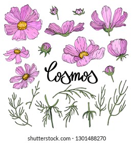 cosmos flower handdrawn elements for floral design vector isolated