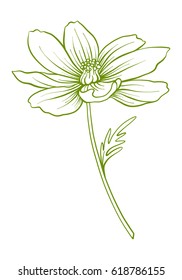 Cosmos flower illustration in botanical style. Stock vector illustration