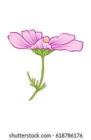 Cosmos flower illustration in botanical style. Stock vector illustration