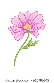 Cosmos flower illustration in botanical style. Stock vector illustration