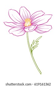 Cosmos flower illustration in botanical style. Stock vector illustration