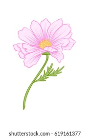Cosmos flower illustration in botanical style. Stock vector illustration