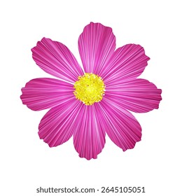 Cosmos flower illustration with bright pink petals and a yellow center. Beautiful floral graphic cheerful summer concept. Detailed blossom, lively cosmos flower magenta design.