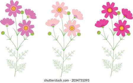 
cosmos flower illustration icon set