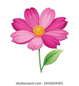 Cosmos Flower Illustration on White Background