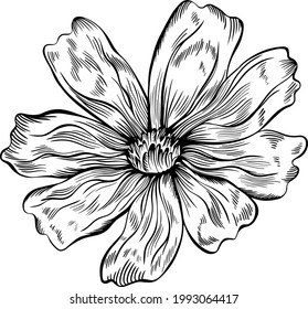Cosmos flower isolated on white. Hand drawn sketch. Vector illustration. Eps 10