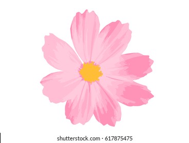 Cosmos Flower Isolated on White Background.Vector Illustration EPS10