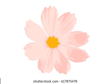 Cosmos Flower Isolated on White Background.Vector Illustration EPS10