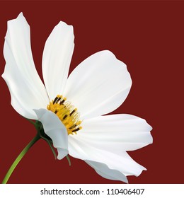 cosmos flower macro