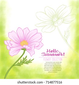 A cosmos flower on a green watercolor background.
