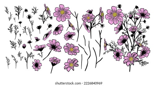Cosmos flower pink color isolated on white background. A set of elements for making a bouquet. Vector illustration
