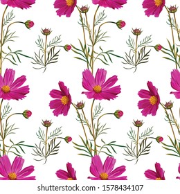 Cosmos flower pink seamless pattern on white background -vector