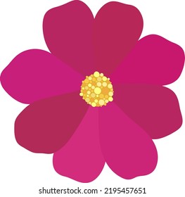 Cosmos flower. Simple garden flower.