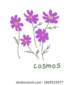 Cosmos flower simple vector illustration