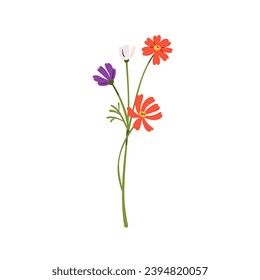 Cosmos flower, spring field floral plant. Gentle fragile delicate meadow blooms. Pretty blossomed buds with tender multi-color petals, stem. Flat vector illustration isolated on white background