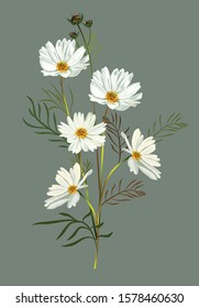 Cosmos flower white color on green background vector illustration