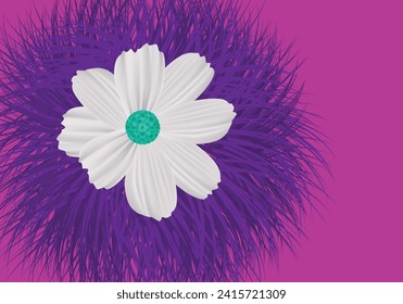 Cosmos flower in white color with purple color in background.