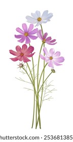 Flor do cosmos. Flores selvagens. Belas flores em fundo branco. Rosa. Roxo. Branco. Mestre mexicano. Florescendo. Isolado. Um buquê de flores selvagens.