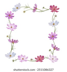 Cosmos flower. Wild flowers. Frame decorated with flowers on a white background. Pink. Purple. White. Mexican aster. Blooming. Isolated.