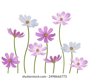 Cosmos flower. Wild flowers. Set of beautiful flowers on white background. Pink. Purple. White. Mexican aster. Blooming. Isolated.