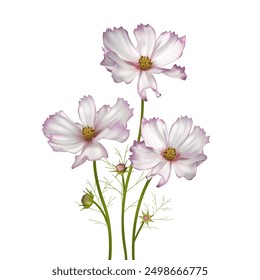 Cosmos flower. Wild flowers. Set of beautiful flowers on white background. Pink. Purple. White. Mexican aster. Blooming. Isolated. Bouquet.