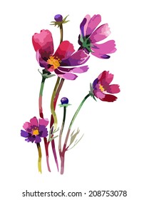 Cosmos flowers