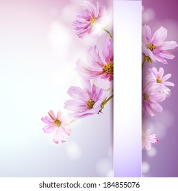 Cosmos flowers background. Spring flowers invitation template card