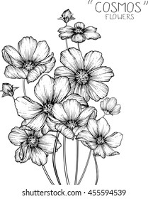 cosmos flowers  clip art  or illustration.