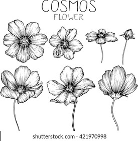 cosmos flowers  drawings vector