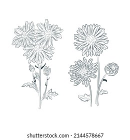 Cosmos flowers drawings vector.All sketches objects isolated on white background. Vector sketch of blooming flowers.Blooming forest flowers , detailed hand drawn vector illustration.