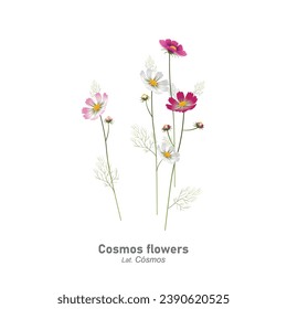 Cosmos flowers isolated on white background with botanical and latin name. Multi-colored garden (flower bed) plants Cosmos. Realistic vector illustration.