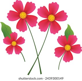 Cosmos flowers isolated on white background
