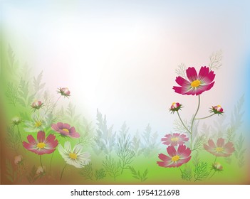 Cosmos flowers in the meadow against the dawn sky. Vector design for banners, cards, website, other with place for an inscription. 