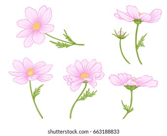 Cosmos flowers. Set of colored flowers