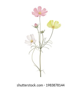 Cosmos flowers in various color with leaves