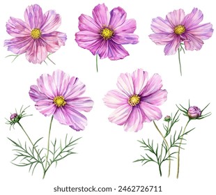 Cosmos flowers vector collection in purple pink colors. Cosmea blossom, cosmos flowers isolated on white background. 