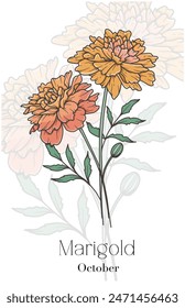 Cosmos Line Art. Cosmos flower vector Illustration. October Birth Month Flower. Marigold outline isolated on white. Hand drawn line art botanical illustration.