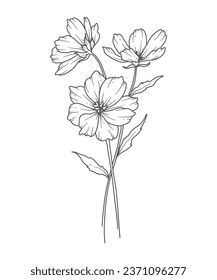 Cosmos Line Art. Cosmos outline Illustration. October Birth Month Flower. Cosmos outline isolated on white. Hand painted line art botanical illustration.