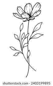 Cosmos Line Art. Cosmos outline Illustration. October Birth Month Flower. Cosmos outline isolated on white. Hand painted line art botanical illustration.