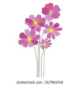 Cosmos pink flower isolated on white background, floral bouquet vector illustration, vector illustration, drawing botanical illustration. Hand-drawn flora element design.