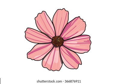 Cosmos Pink Flower Vector Isolated on White Background
