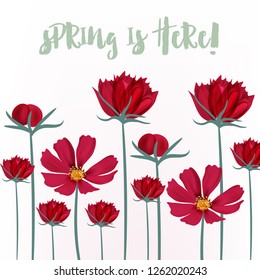 Cosmos spring vector flowers in realistic style for design