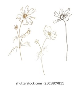 Cosmos three flowers and buds with leaves wild meadow dried flowers. Line art is a simple hand-drawn illustration in beige, ochre, brown ink. Isolated vector EPS set of elements.